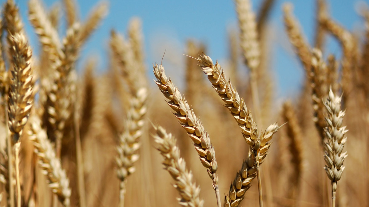Влияние Ризоагрина и других биопрепаратов на урожайность и качество продукции яровой пшеницы