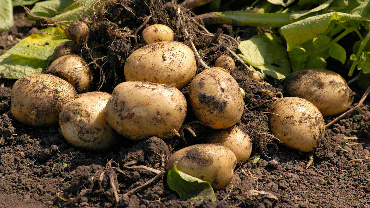 Экологическая оценка применения различных видов удобрений под картофель в Степном Поволжье