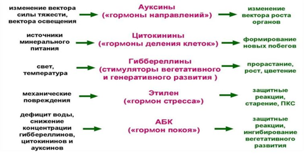 Роль различных фитогормонов в регуляции растительного онтогенеза (развития)